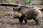 Wildschwein