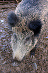 Wildschwein