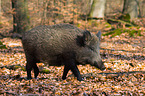 Wildschwein