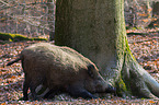 Wildschwein