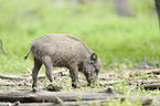 junges Wildschwein