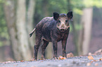 Wildschwein