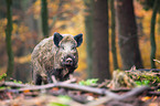 Wildschwein