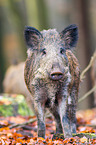 Wildschwein