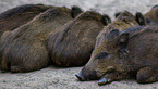 Wildschweine