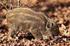 Wildschwein