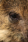 Wildschwein