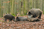 Wildschweine