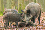 Wildschweine