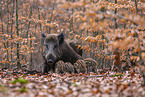 Wildschweine