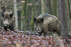 Wildschweine