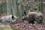 Wildschweine