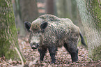 Wildschwein