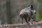 Wildschwein