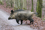 Wildschwein