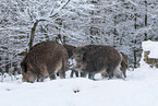 Wildschweine