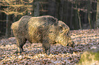 Wildschwein