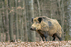 Wildschwein