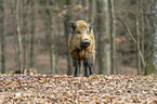 Wildschwein