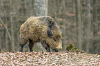 Wildschwein