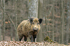 Wildschwein