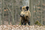 Wildschwein