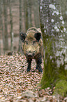 Wildschwein