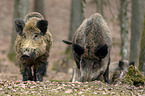 Wildschwein