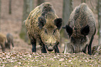 Wildschwein