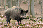 Wildschwein