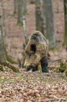 Wildschwein