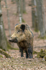 Wildschwein