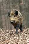 Wildschwein