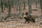 Wildschwein