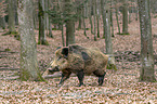 Wildschwein