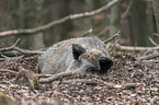 Wildschwein