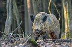 Wildschwein