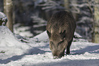 Wildschwein im verschneiten Wald