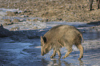Wildschwein am Wasser