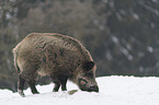 Wildschwein im Schnee