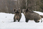 Wildschweine im Schnee