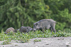 Wildschwein Bache mit Jungen