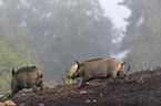 Wildschweine