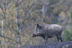 Wildschwein