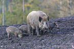 Wildschwein Bache mit Jungen