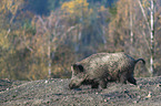 Wildschwein