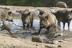 Wildschweine am Wasser