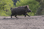 rennendes Wildschwein