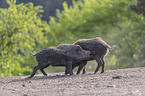 Wildschweine kmpfen spielerisch miteinander