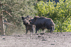 Wildschweine kmpfen spielerisch miteinander